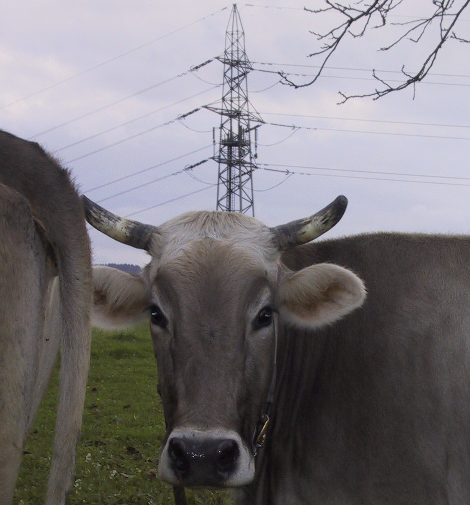 Kuh auf Feld - Hochspannungsmast mit Mobilfunkantennen